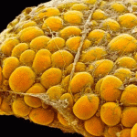 سلول بنیادی چربی